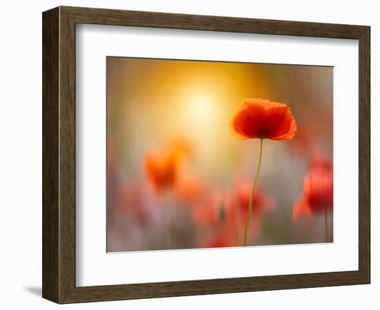 Solitary-Marco Carmassi-Framed Photographic Print