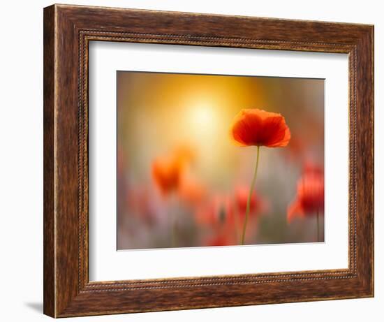 Solitary-Marco Carmassi-Framed Photographic Print