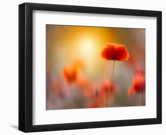 Solitary-Marco Carmassi-Framed Photographic Print
