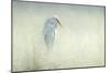 Solitude Egret-Michael Budden-Mounted Giclee Print