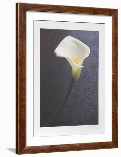 Solo Flower-Harvey Edwards-Framed Collectable Print