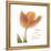 Solo Tulip Colored-Albert Koetsier-Framed Stretched Canvas