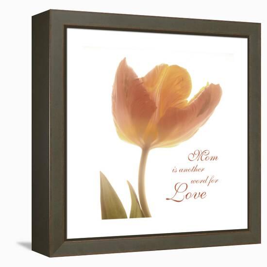 Solo Tulip Colored-Albert Koetsier-Framed Stretched Canvas