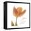 Solo Tulip Colored-Albert Koetsier-Framed Stretched Canvas