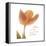 Solo Tulip Colored-Albert Koetsier-Framed Stretched Canvas