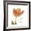 Solo Tulip Colored-Albert Koetsier-Framed Premium Giclee Print