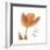 Solo Tulip Colored-Albert Koetsier-Framed Premium Giclee Print