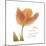 Solo Tulip Colored-Albert Koetsier-Mounted Premium Giclee Print