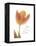 Solo Tulip Colored-Albert Koetsier-Framed Stretched Canvas