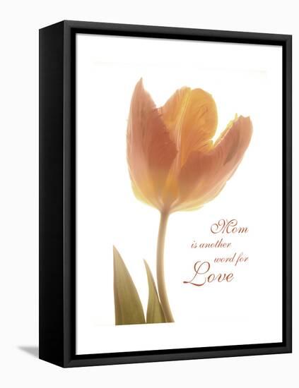 Solo Tulip Colored-Albert Koetsier-Framed Stretched Canvas