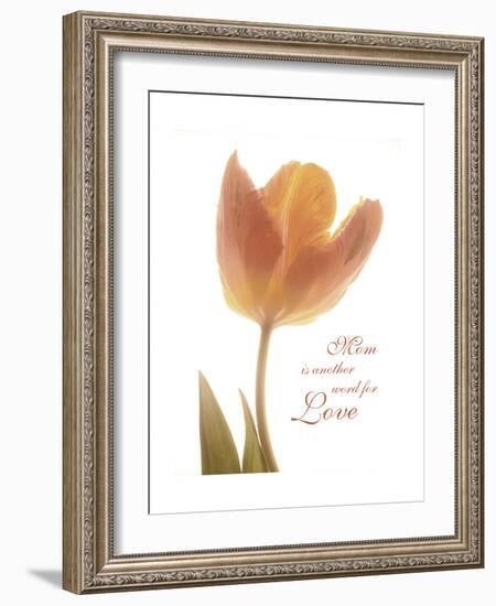 Solo Tulip Colored-Albert Koetsier-Framed Premium Giclee Print