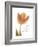 Solo Tulip Colored-Albert Koetsier-Framed Premium Giclee Print