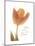 Solo Tulip Colored-Albert Koetsier-Mounted Premium Giclee Print