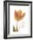 Solo Tulip Colored-Albert Koetsier-Framed Premium Giclee Print