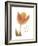 Solo Tulip Colored-Albert Koetsier-Framed Premium Giclee Print