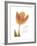 Solo Tulip Colored-Albert Koetsier-Framed Premium Giclee Print