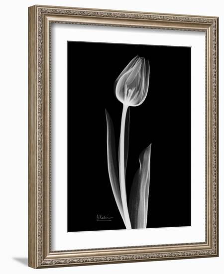 Solo Tulip Xray-Albert Koetsier-Framed Premium Giclee Print