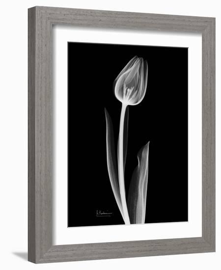 Solo Tulip Xray-Albert Koetsier-Framed Premium Giclee Print