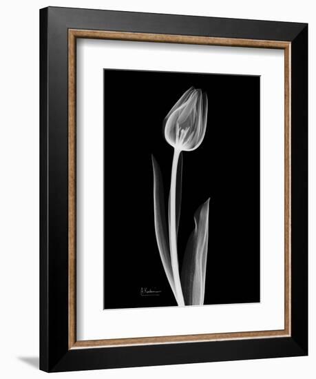 Solo Tulip Xray-Albert Koetsier-Framed Art Print