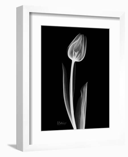 Solo Tulip Xray-Albert Koetsier-Framed Art Print