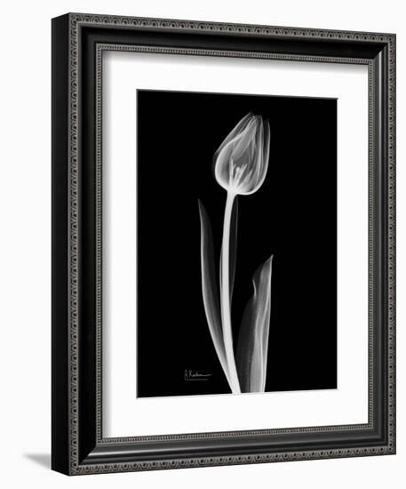 Solo Tulip Xray-Albert Koetsier-Framed Art Print