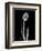 Solo Tulip Xray-Albert Koetsier-Framed Art Print