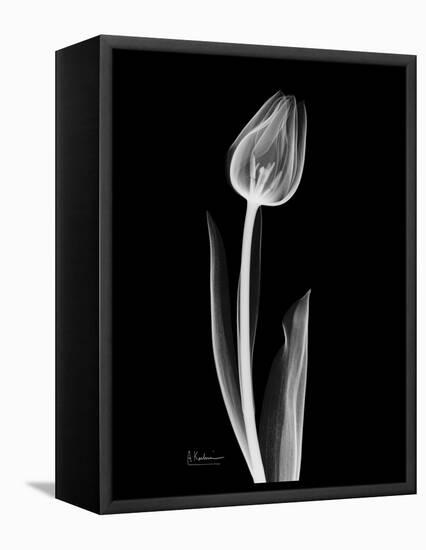 Solo Tulip Xray-Albert Koetsier-Framed Stretched Canvas