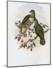 Solomon Island Fruit Pigeon-John Gould-Mounted Giclee Print