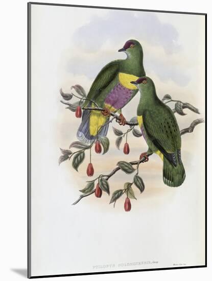 Solomon Island Fruit Pigeon-John Gould-Mounted Giclee Print