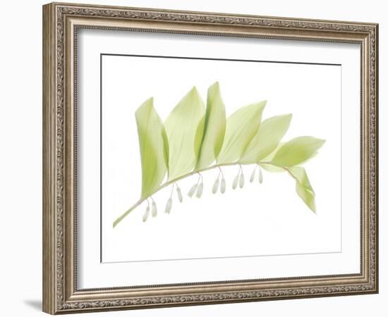 Solomon Seal-Judy Stalus-Framed Art Print