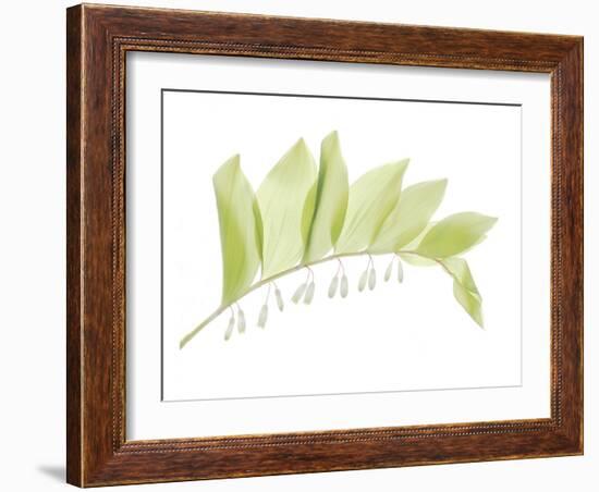 Solomon Seal-Judy Stalus-Framed Art Print