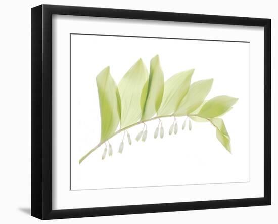 Solomon Seal-Judy Stalus-Framed Art Print