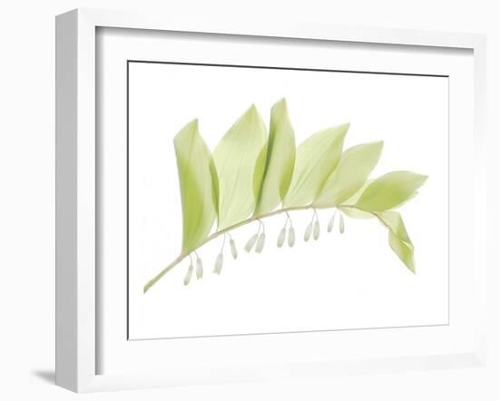 Solomon Seal-Judy Stalus-Framed Art Print