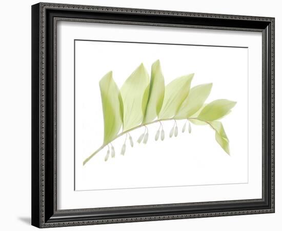 Solomon Seal-Judy Stalus-Framed Art Print