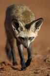 Bat-Eared Fox (Otocyon Megalotis) Walking, Namib-Naukluft National Park, Namib Desert, Namibia-Solvin Zankl-Photographic Print