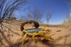 Desert Scorpion (Parabuthus Villosus) Namib Desert, Namibia-Solvin Zankl-Photographic Print