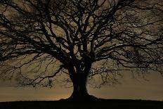 English Oak Tree (Quercus Robur) in Moonlight, Nauroth, Germany, February-Solvin Zankl-Photographic Print