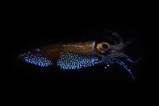 Firefly squid emitting light from photophores, Toyama Bay, Japan.-Solvin Zankl-Photographic Print