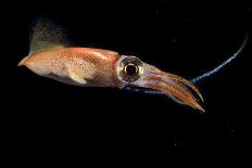 Firefly squid emitting light from photophores, Toyama Bay, Japan.-Solvin Zankl-Photographic Print