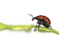 Oak Leaf Roller Beetle (Attelabus Nitens) Rolling Leaf, Gohrde, Germany, May. (Sequence 1-7)-Solvin Zankl-Photographic Print