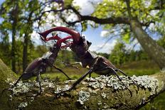 Stag beetle (Lucanus cervus) males fighting on oak tree branch, Elbe, Germany, June-Solvin Zankl-Photographic Print