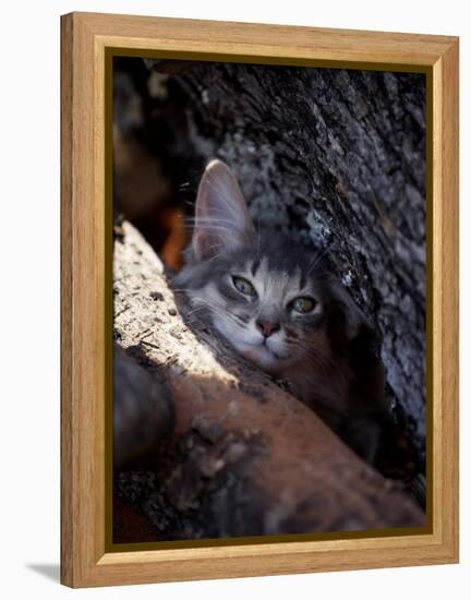 Somali Cat in Tree-Adriano Bacchella-Framed Premier Image Canvas