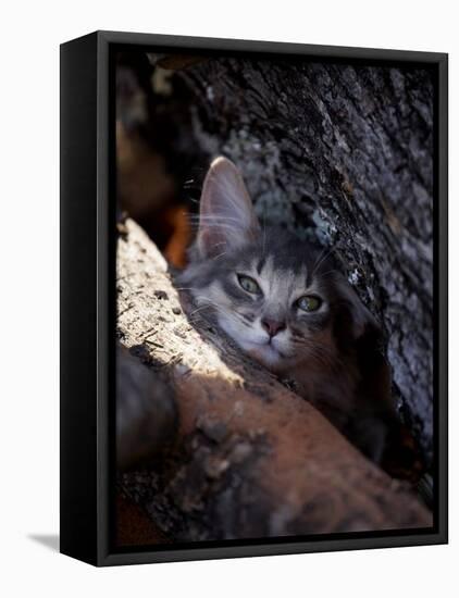 Somali Cat in Tree-Adriano Bacchella-Framed Premier Image Canvas