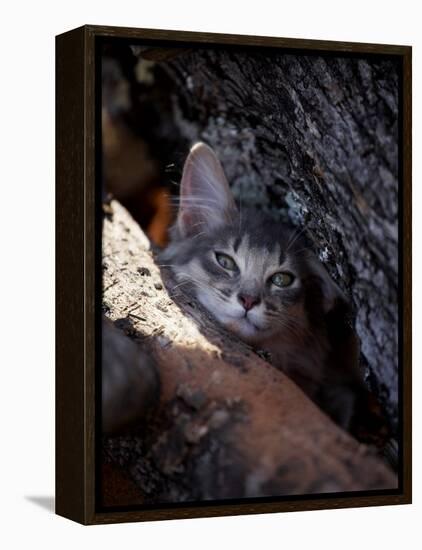 Somali Cat in Tree-Adriano Bacchella-Framed Premier Image Canvas