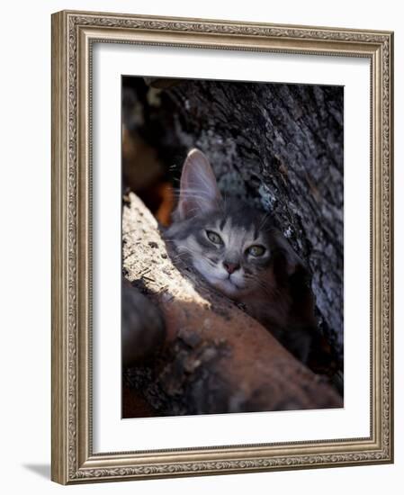 Somali Cat in Tree-Adriano Bacchella-Framed Photographic Print