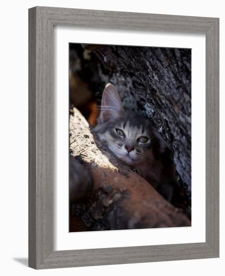 Somali Cat in Tree-Adriano Bacchella-Framed Photographic Print