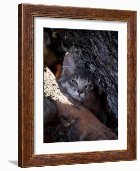 Somali Cat in Tree-Adriano Bacchella-Framed Photographic Print