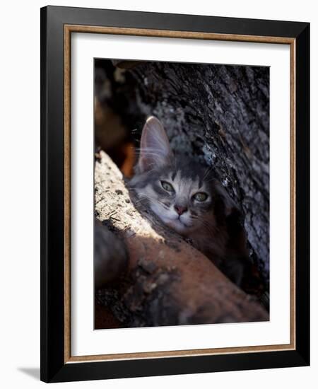 Somali Cat in Tree-Adriano Bacchella-Framed Photographic Print