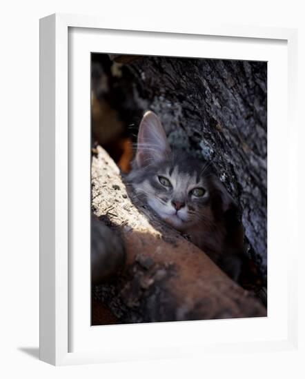 Somali Cat in Tree-Adriano Bacchella-Framed Photographic Print