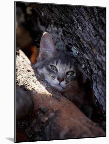 Somali Cat in Tree-Adriano Bacchella-Mounted Photographic Print